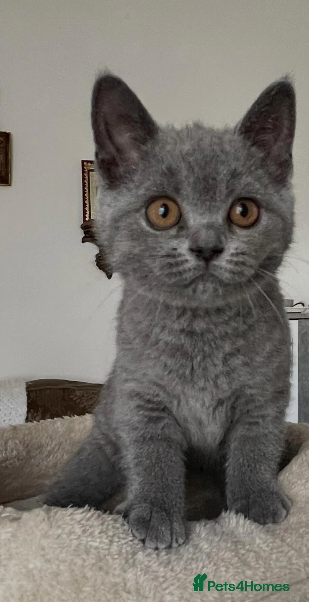 British Shorthair cats for sale:  3 blue Britishshorthair kittens girls for sale  - Advert 25