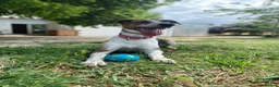 Mixed Breed dogs for adoption: 🐶Rex the perfect pack companion 😍  - Advert 26