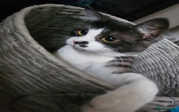 British Longhair cats for sale: British Longhair Tabby Kittens - Image 10