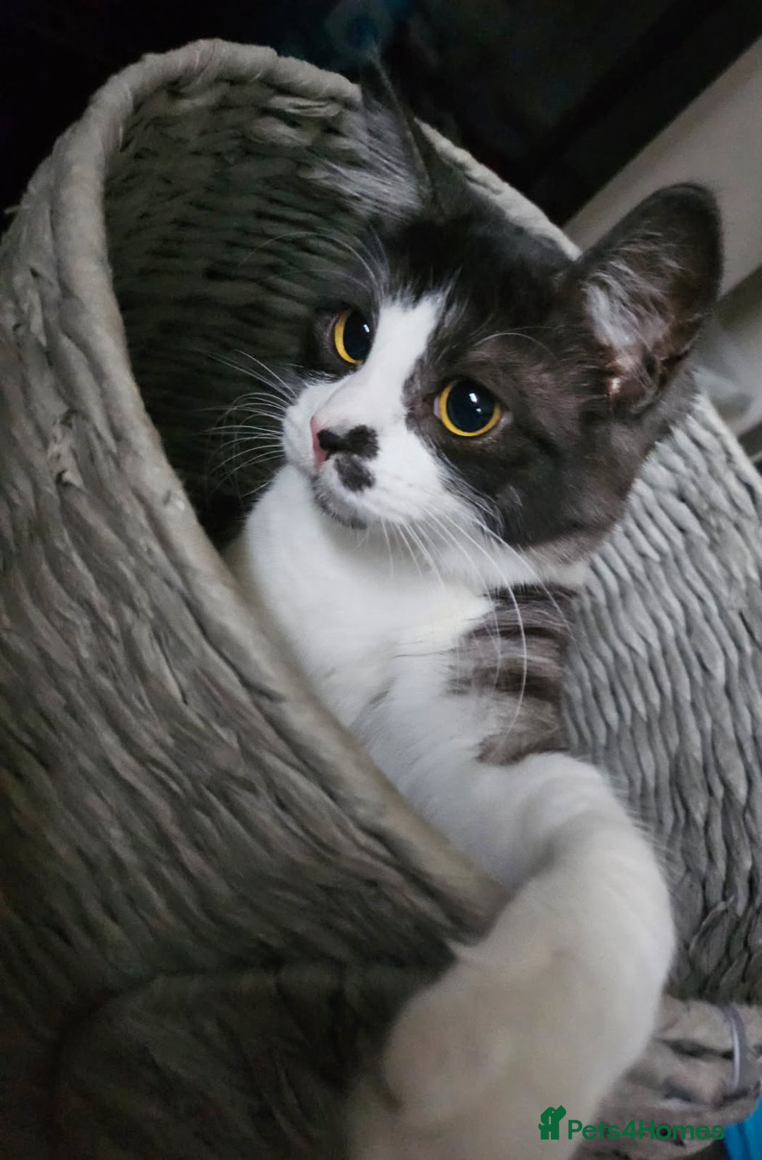 British Longhair cats for sale: British Longhair Tabby Kittens - Image 10