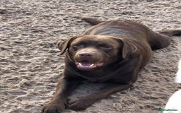 Labrador Retriever dogs for stud: Show Chunky Chocolate Male For Stud - Image 4