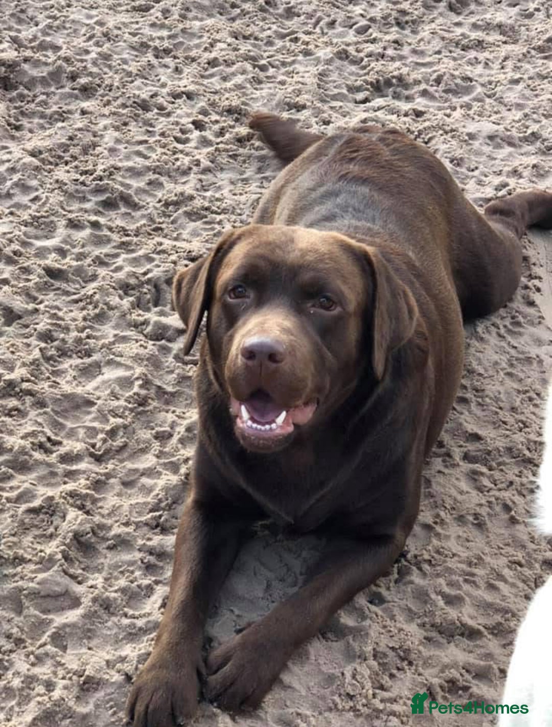 Labrador Retriever dogs for stud: Show Chunky Chocolate Male For Stud - Image 4