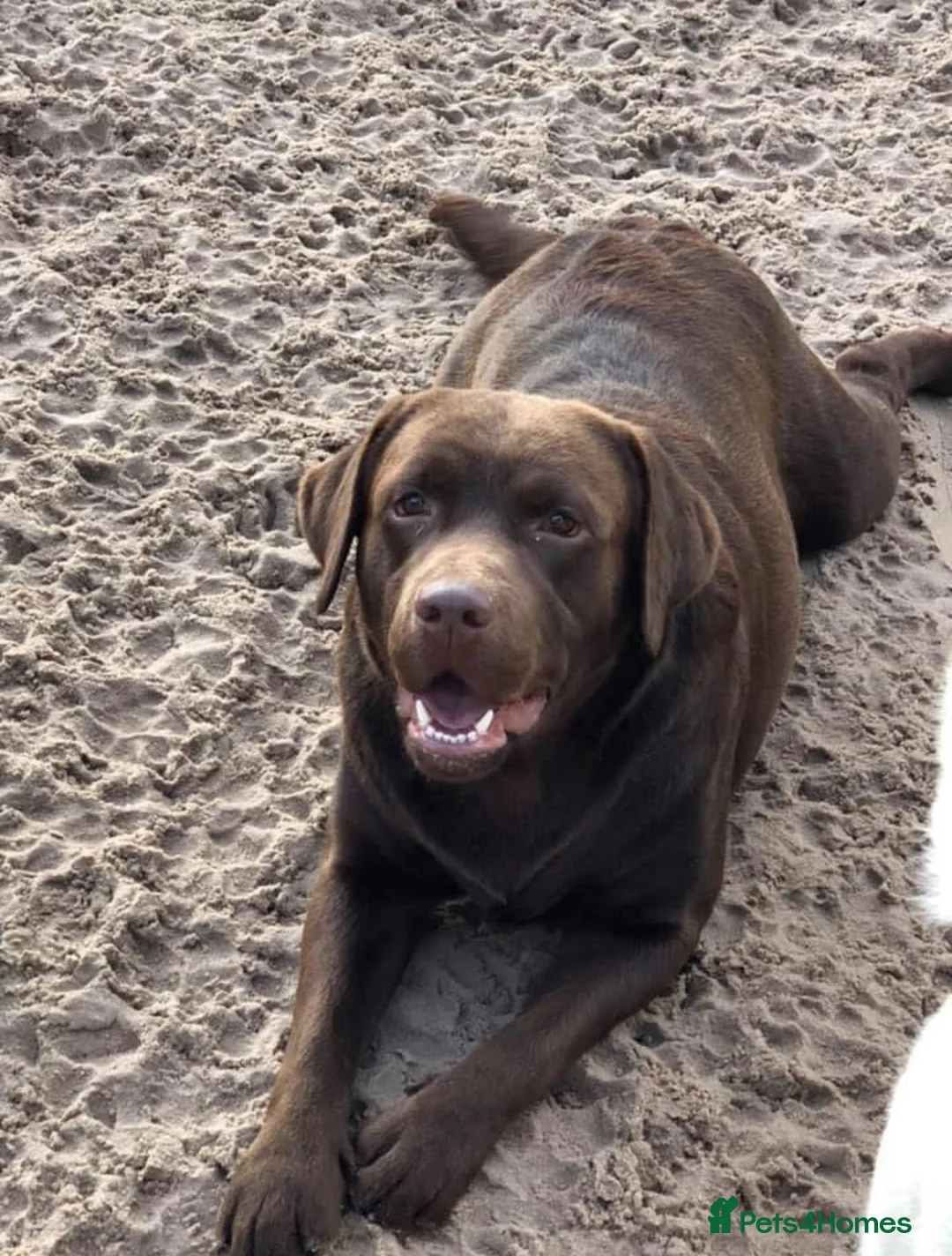 Labrador Retriever dogs for stud: Show Chunky Chocolate Male For Stud - Advert 4