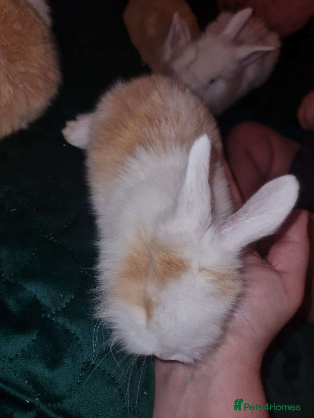 Lionhead rabbits for sale: Lionhead cross kits  - Advert 4