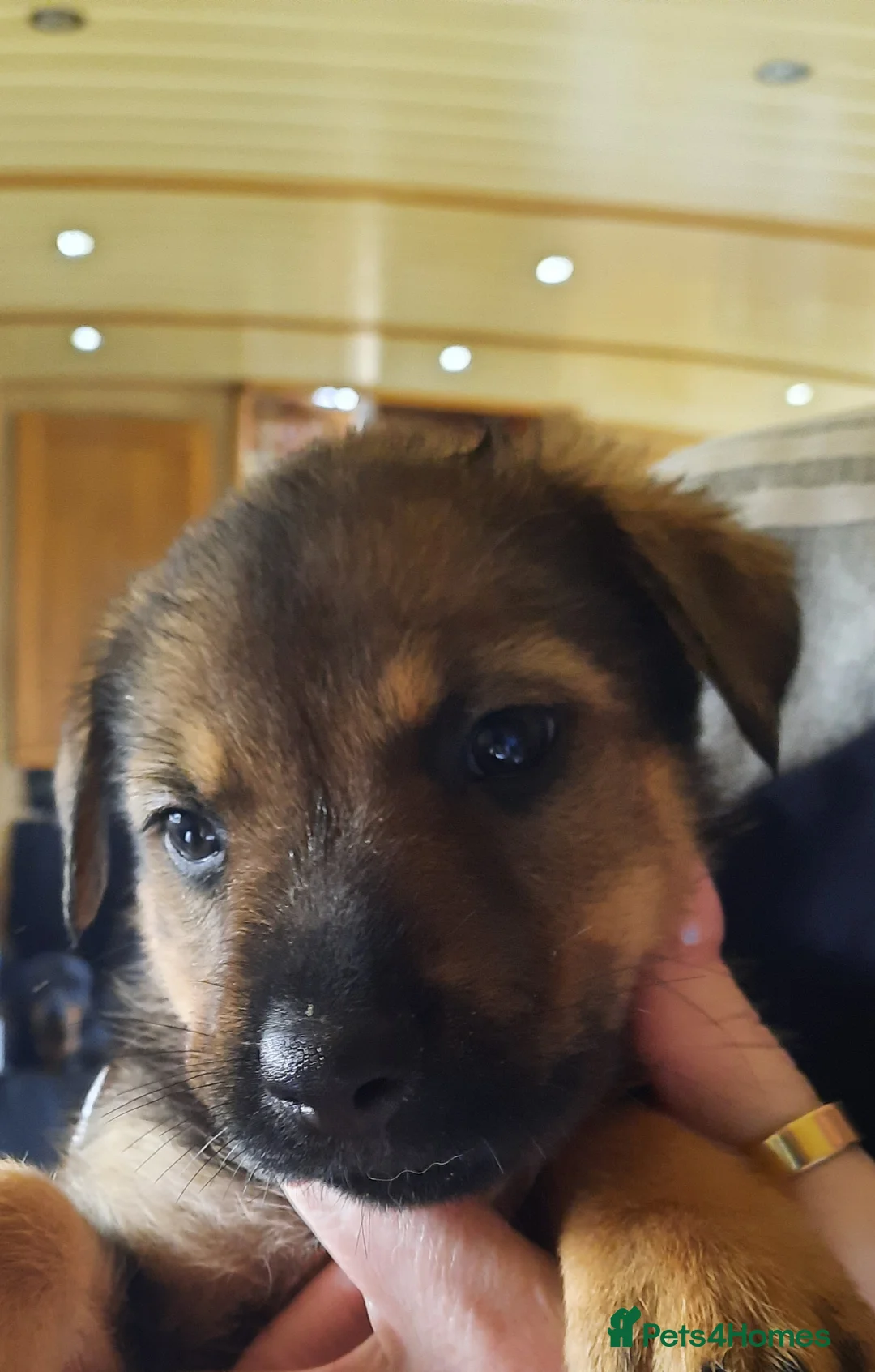 Mixed Breed dogs for sale: Rottweiler X German Shepherd Puppies  in Bristol - Advert 2