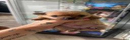 Pomchi dogs for sale: Stunning Male Pomchi in Bourne - Advert 2