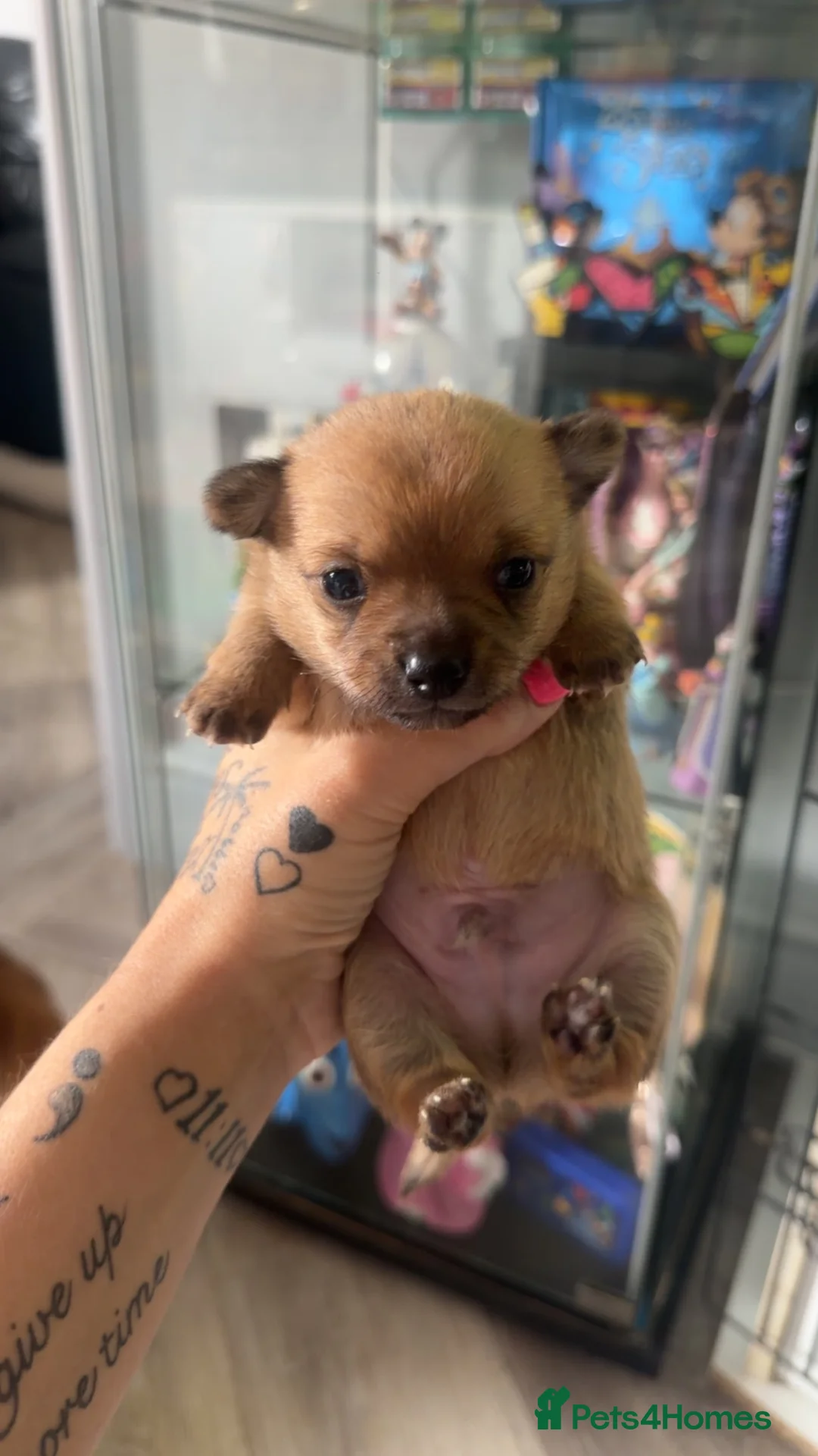 Pomchi dogs for sale: Stunning Male Pomchi in Bourne - Advert 2