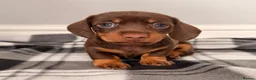Miniature Dachshund dogs for sale: Beautiful litter of miniature dachshund puppies. - Advert 11