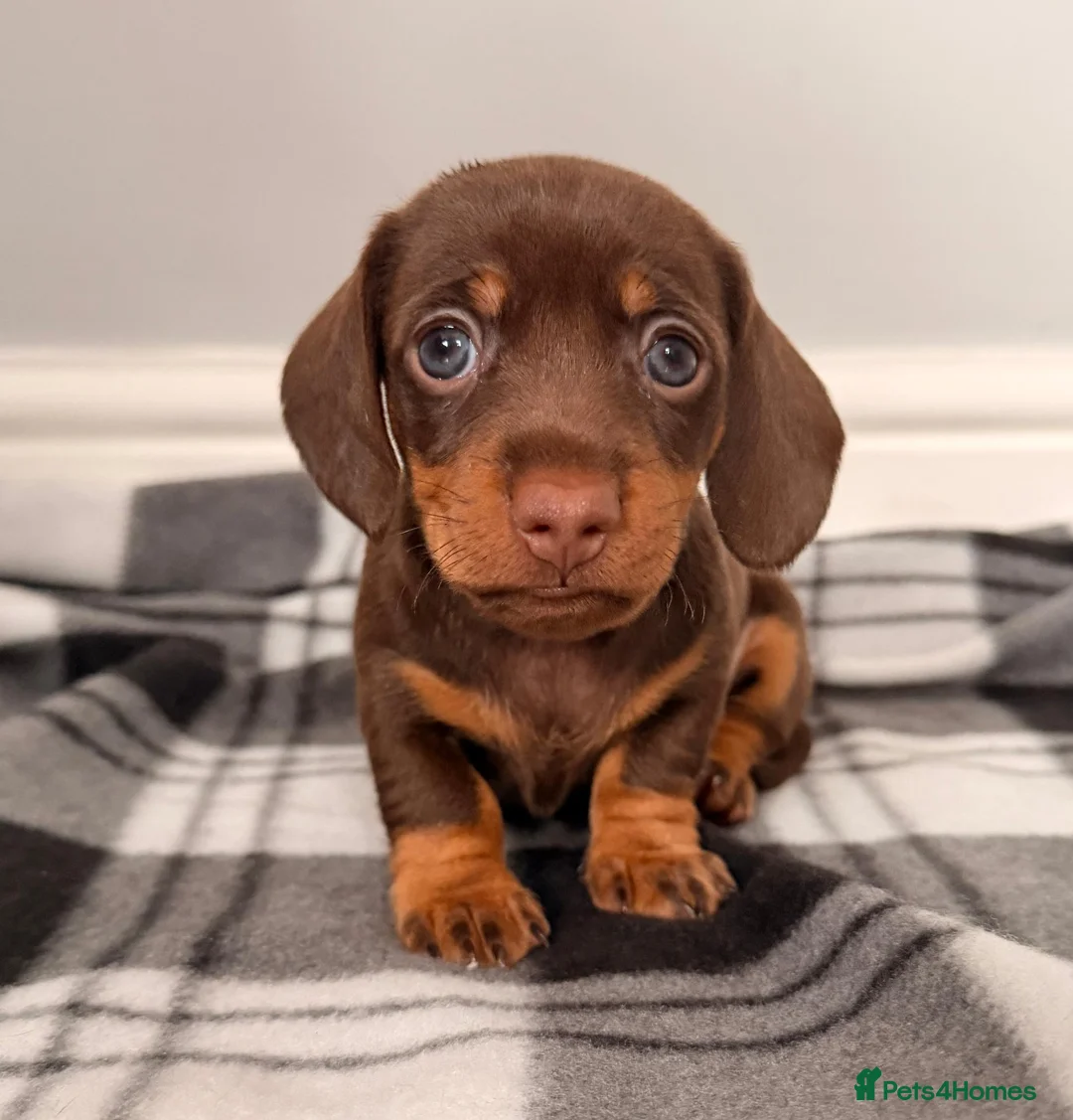 Miniature Dachshund dogs for sale: Beautiful litter of miniature dachshund puppies. - Advert 11