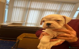 Boxer dogs for sale: Bobtail Boy from Health Tested Parents  - Image 16