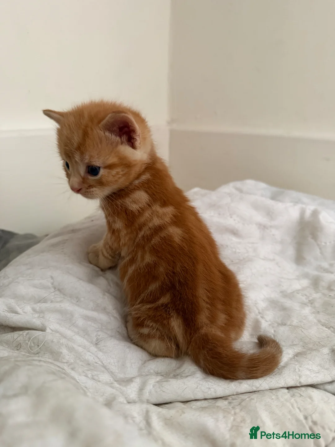 Mixed Breed cats for sale: Beautiful/cuddling kitten - PICK ME in London - Advert 2