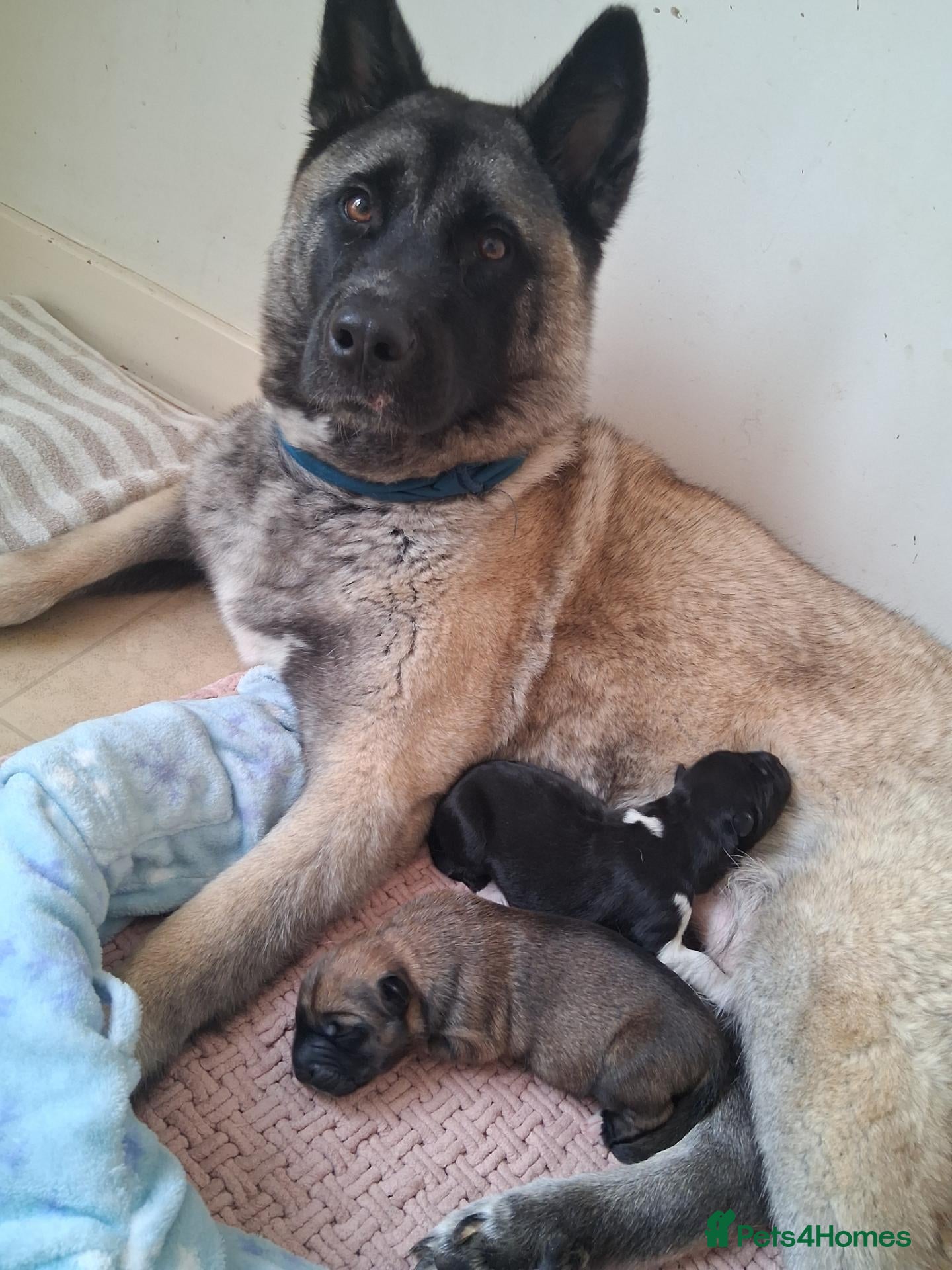 Akita dogs Akita cross female pups  - Advert 3