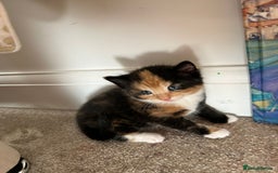 Domestic Shorthair cats for sale: Two female shorthair kittens  - Image 3