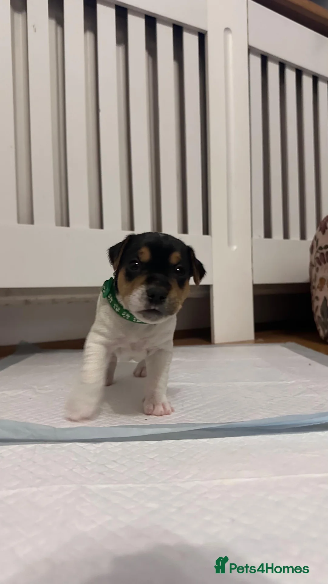 Parson Russell dogs for sale: Boy parsons terrier  - Advert 15