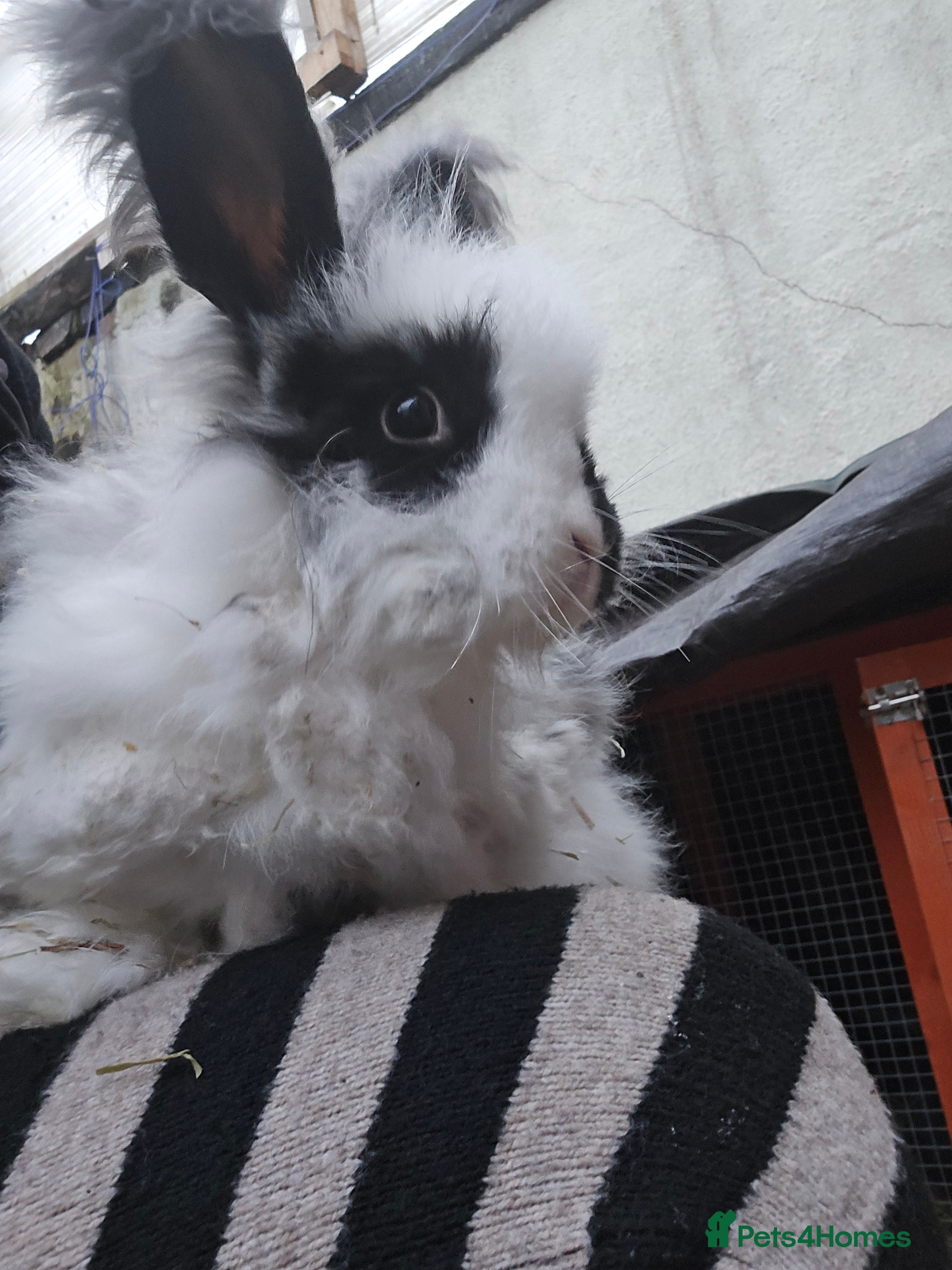 Mixed Breed rabbits Angora and lion head mix breed - Advert 4