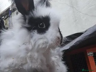 Mixed Breed rabbits Angora and lion head mix breed - Advert 5