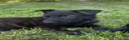 Belgian Shepherd Dog dogs for sale: BRN registered - proven breeding  - Advert 6