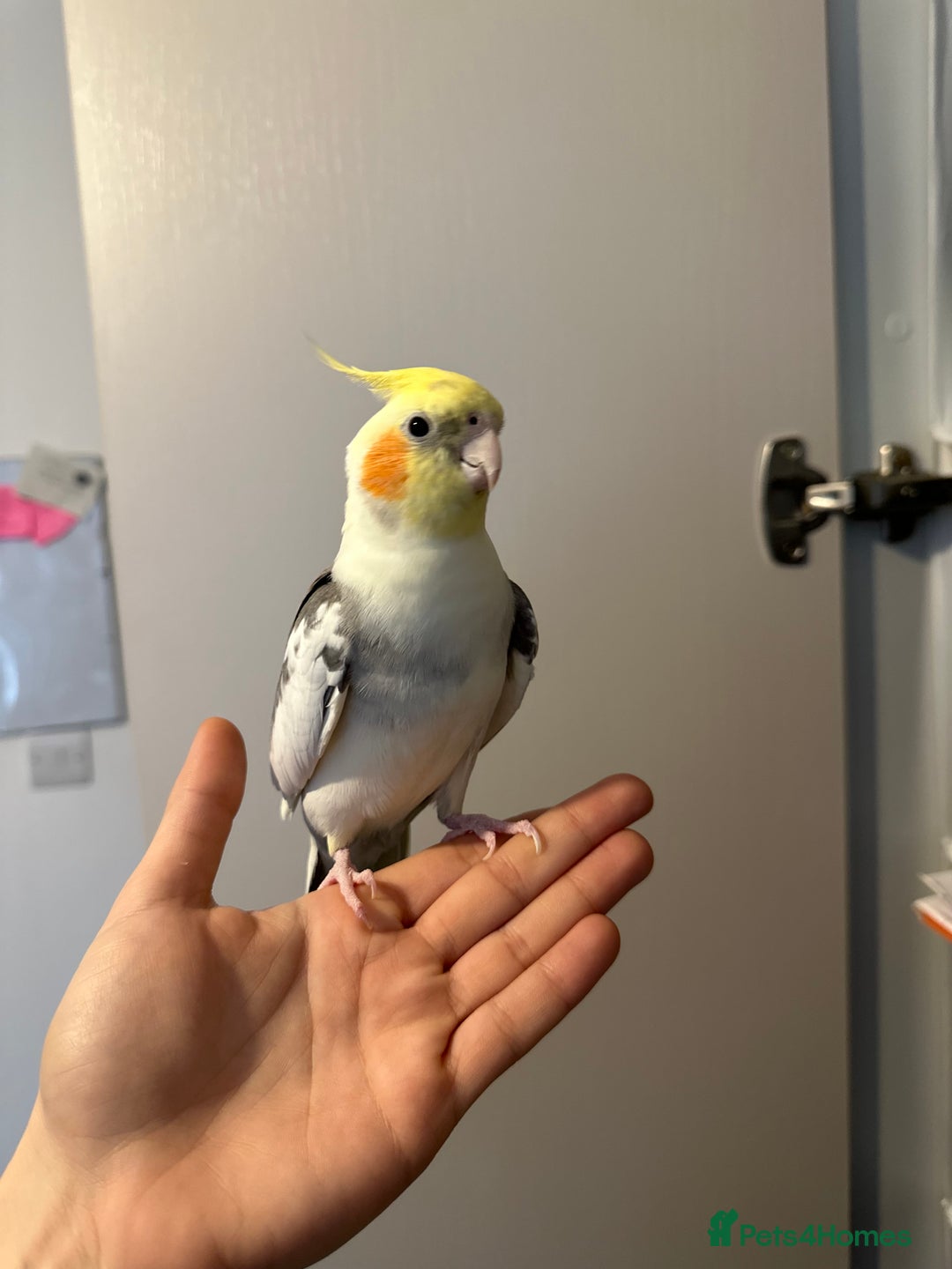 Cockatiels birds for sale: Hand-reared Fully Tame Cockatiel for Rehoming  in London - Image 10