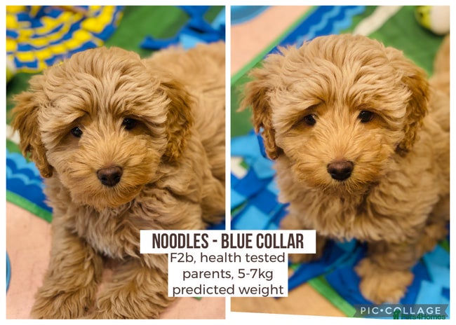 Cockapoo dogs - Advert 4