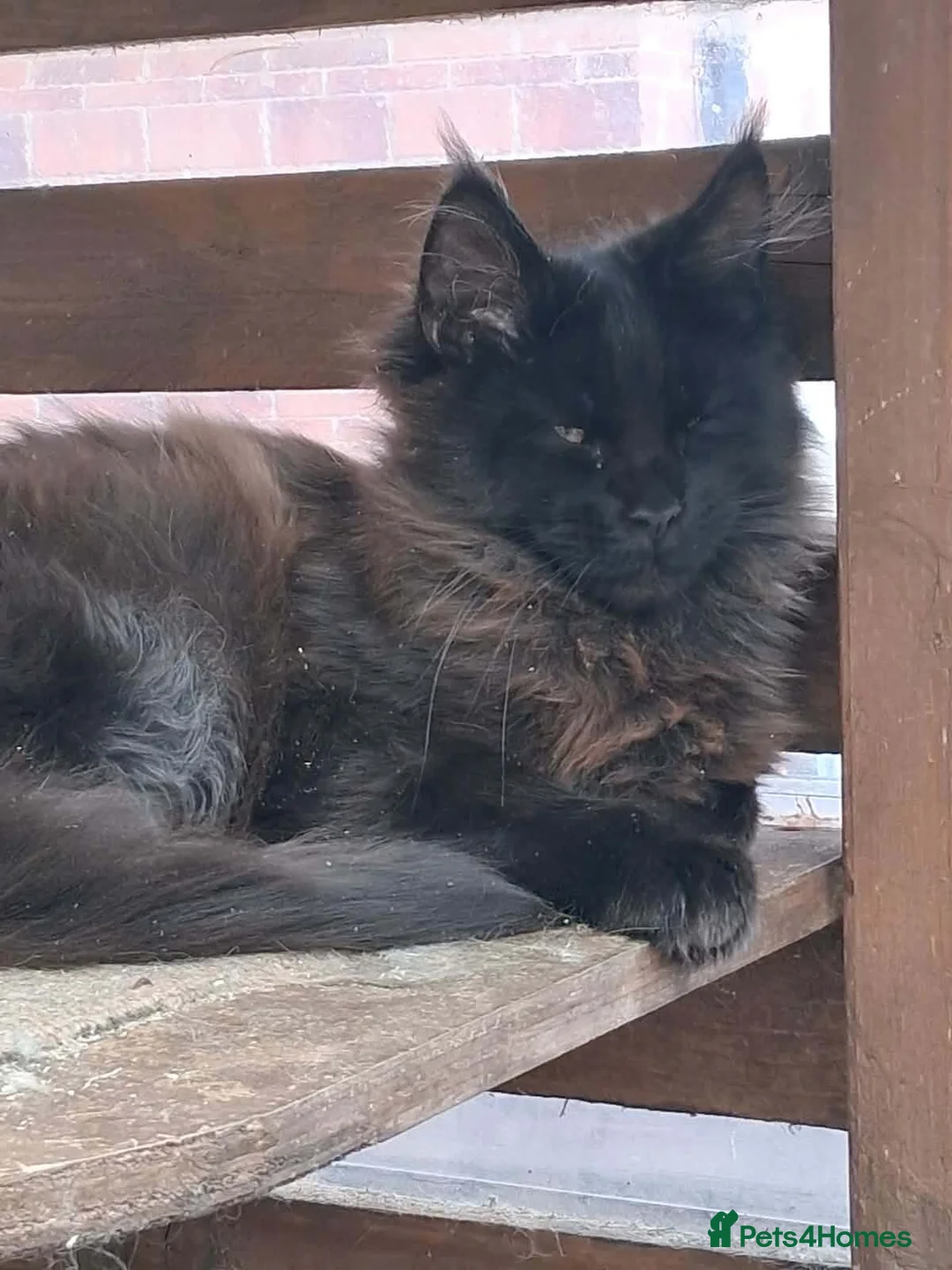 Maine Coon cats for sale: Maine coon XL pedigree active - Advert 2