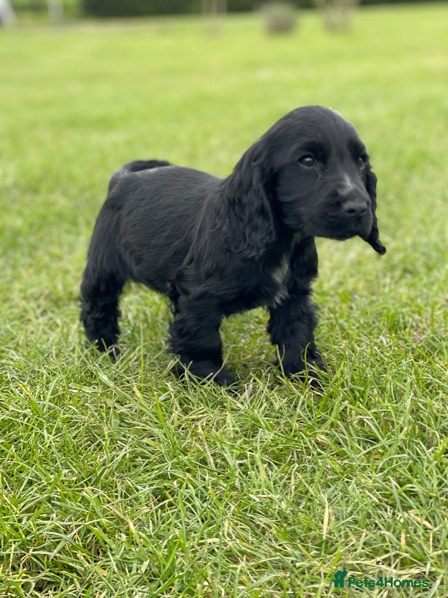 Cocker Spaniel dogs SHOW TYPE COCKER SPANEILS now ready for new home - Advert 15