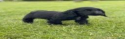 Cocker Spaniel dogs for sale: SHOW TYPE COCKER SPANEILS now ready for new home - Advert 8