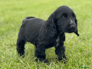 Cocker Spaniel dogs SHOW TYPE COCKER SPANEILS now ready for new home - Advert 1