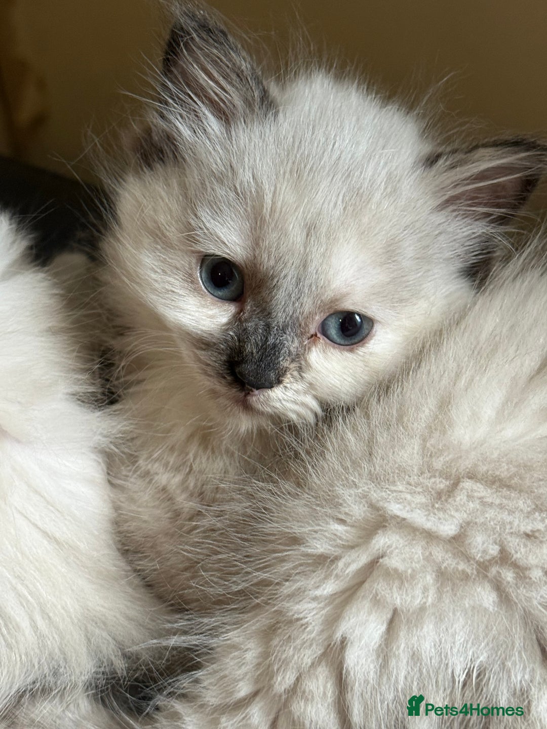 Ragdoll cats for sale: ADORABLE RAGDOLL KITTENS - READY NOW - Image 23