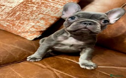 French Bulldog dogs for sale: French Bulldog 3 Boys and 3 girls  - Image 33