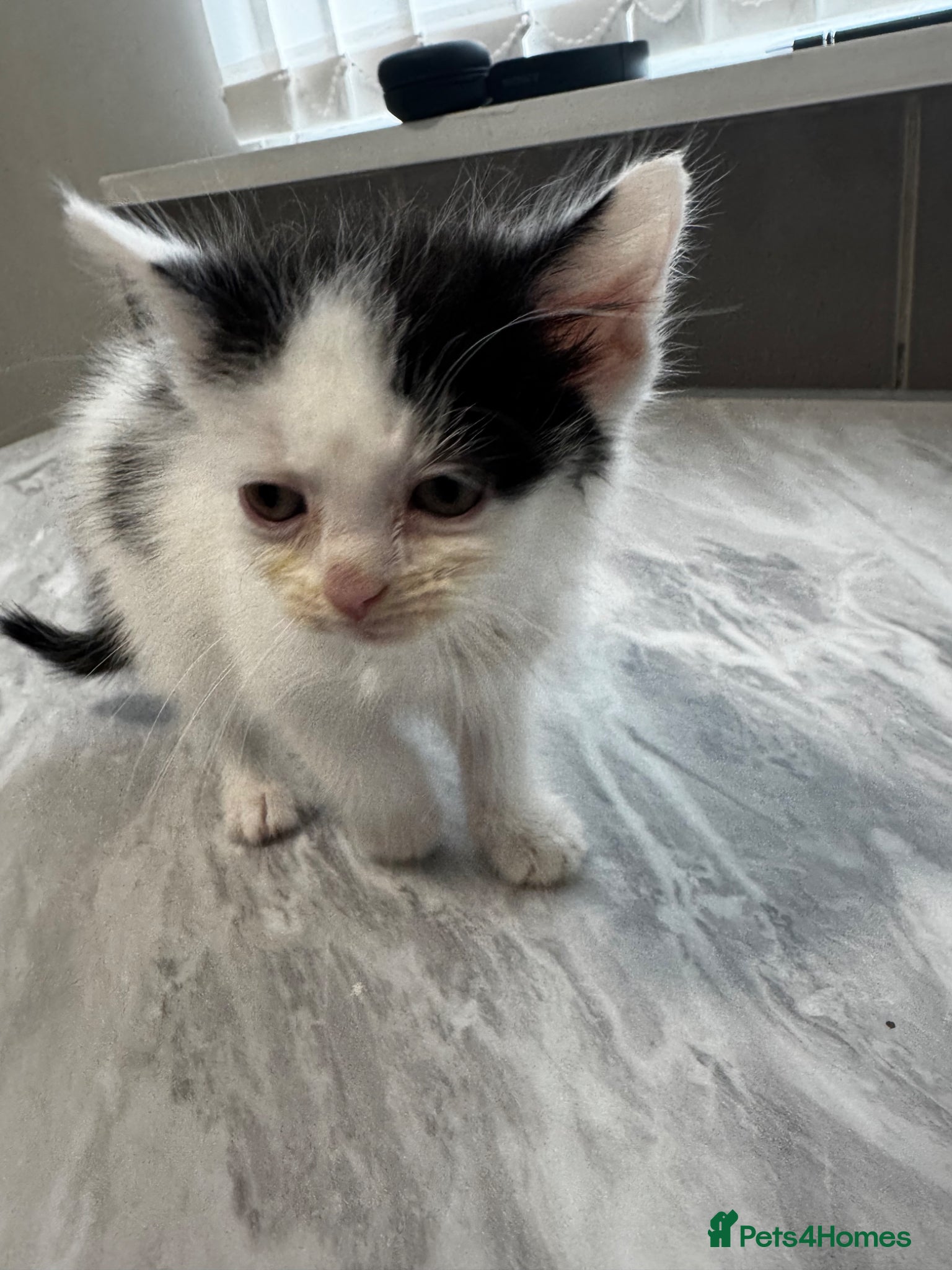 Mixed Breed cats for sale: 3 lovely kittens ready for a new home  - Advert 10