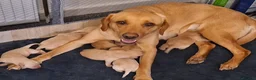 Labrador Retriever dogs for sale: Fox red Labrador puppies  in Crieff - Advert 8
