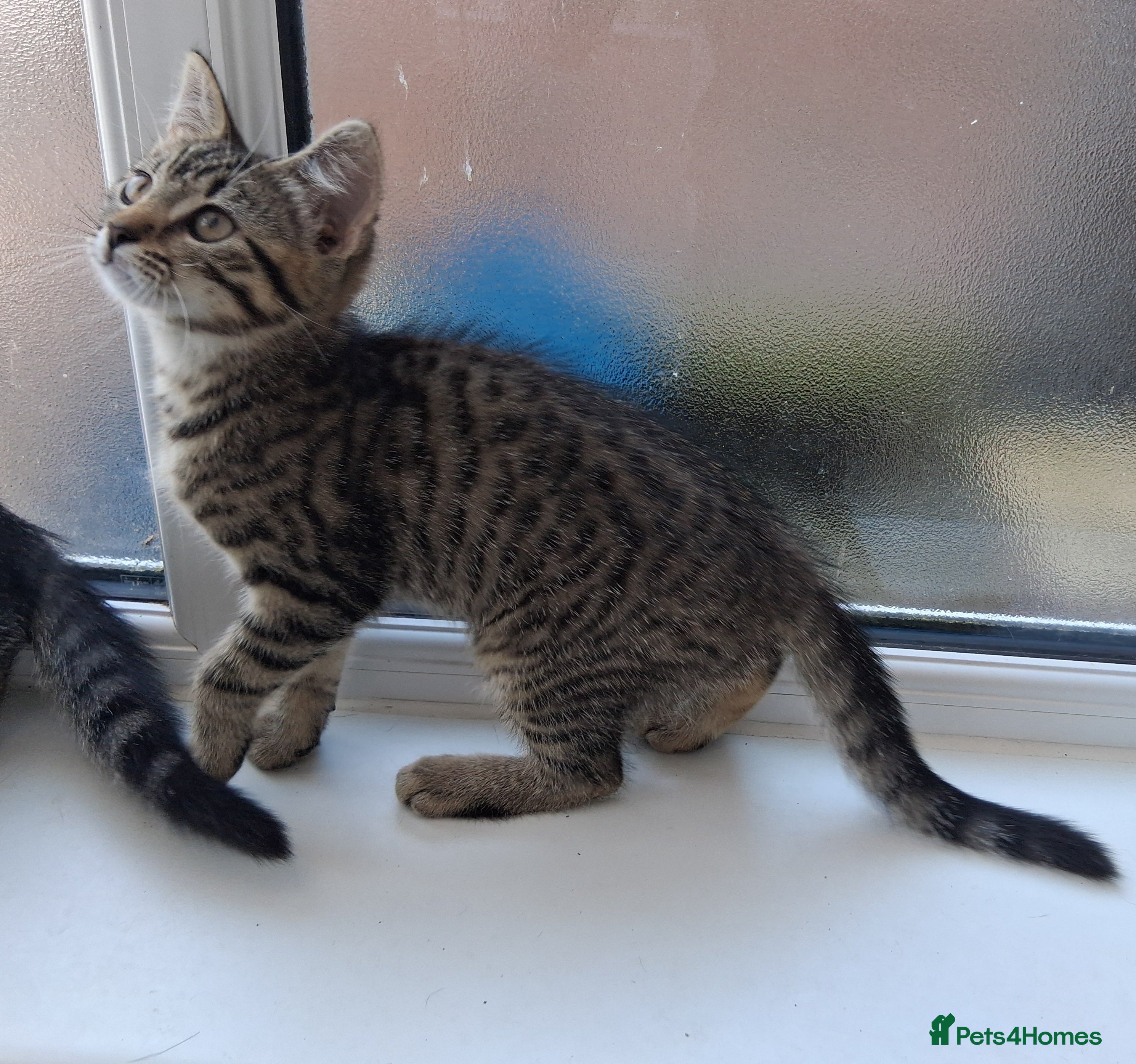 Mixed Breed cats Only 1 Pretty little female left 😻 £180 - Advert 1