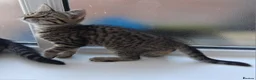 British Shorthair cats for sale: 4 Little Spotty Tigers  - Advert 10
