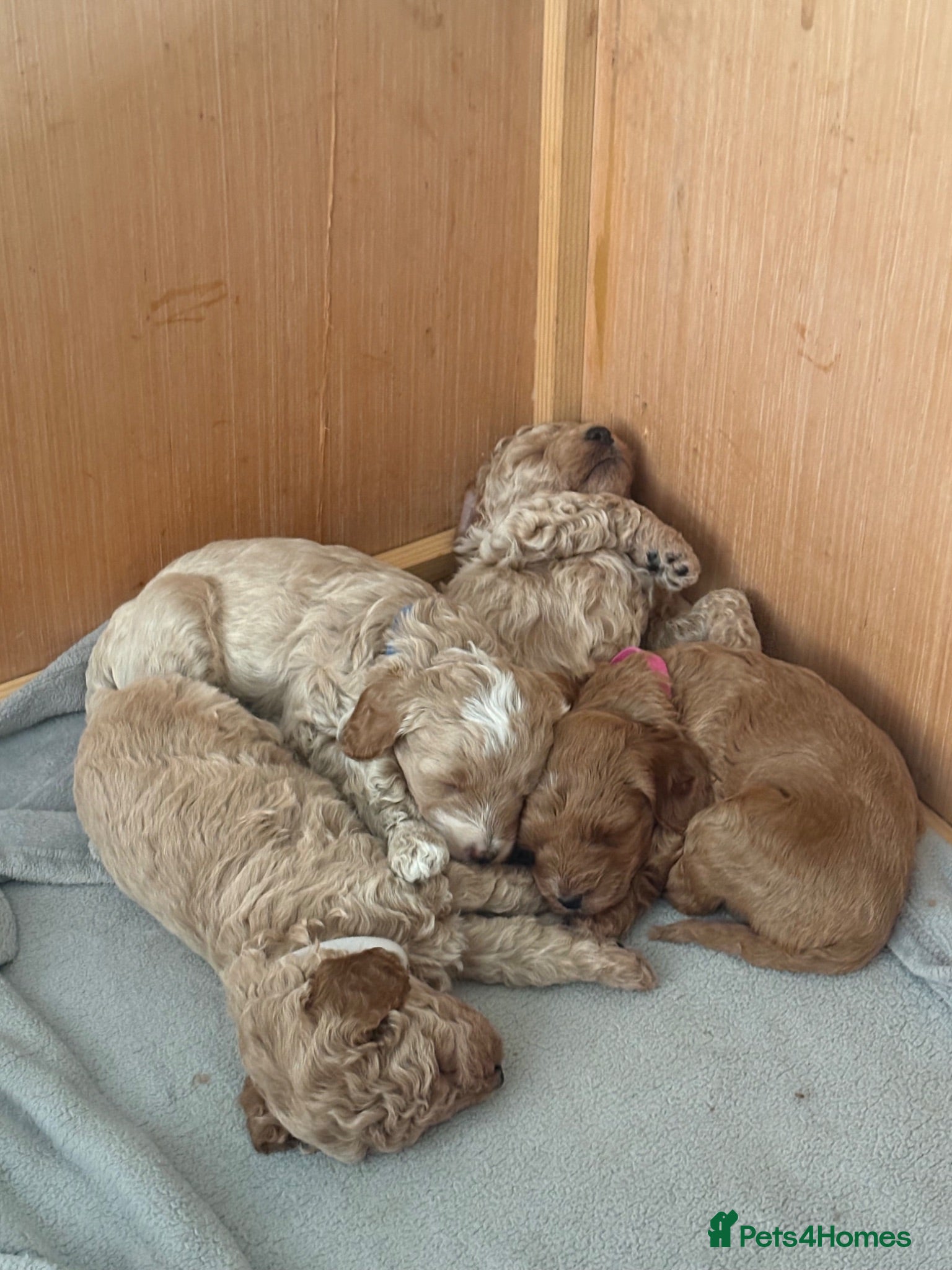 Cockapoo dogs Cockapoo F1b puppies Fox Red and Champagne  - Advert 1