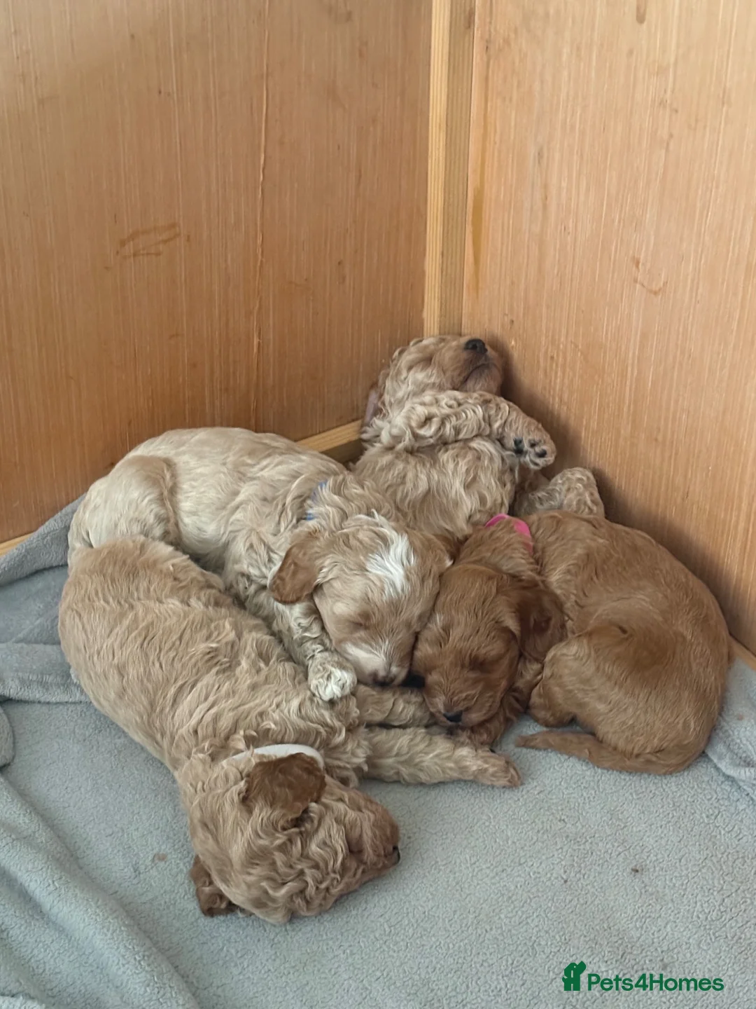 Cockapoo dogs for sale: Cockapoo F1b puppies Fox Red and Champagne  in Chesterfield - Advert 1