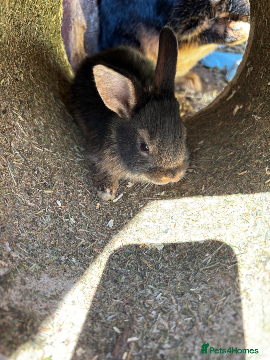 Rex rabbits for sale: Rex rabbits for sale - Image 5
