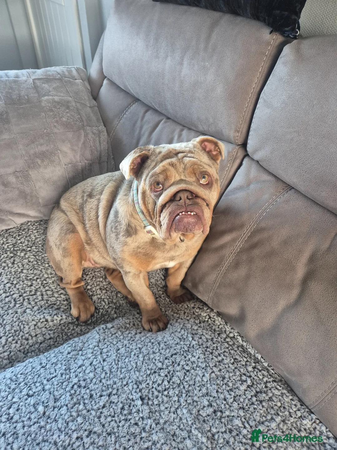 English Bulldog dogs for sale: Female lilac bulldog  in West Bromwich - Advert 1