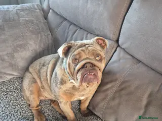 English Bulldog dogs Female lilac bulldog - Advert 1