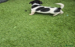 Jack Russell dogs for sale: Jack Russel puppies  - Image 14