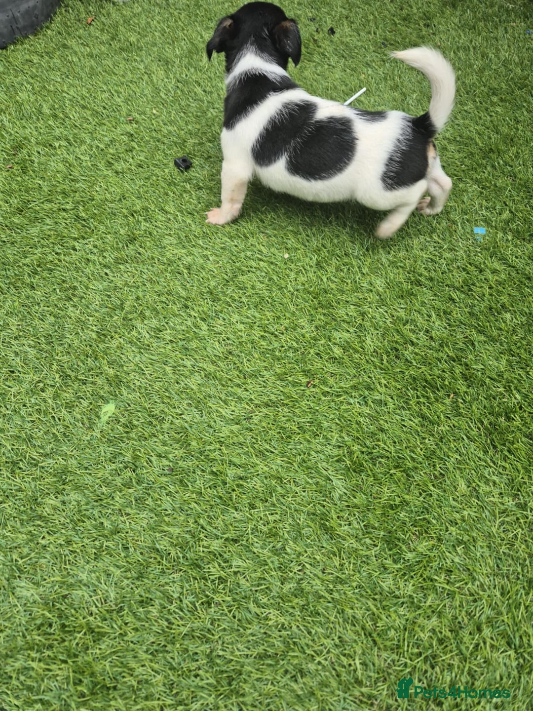 Jack Russell dogs for sale: Jack Russel puppies  - Image 14