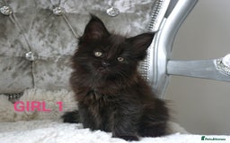 Maine Coon cats for sale: SHOW QUALITY MAINE COON KITTENS  - Image 4