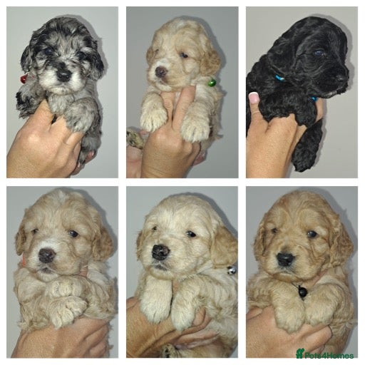 Cockapoo dogs Outstanding f1 cockapoo puppies  - Advert 12