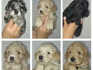 Cockapoo dogs Outstanding f1 cockapoo puppies - Advert 12