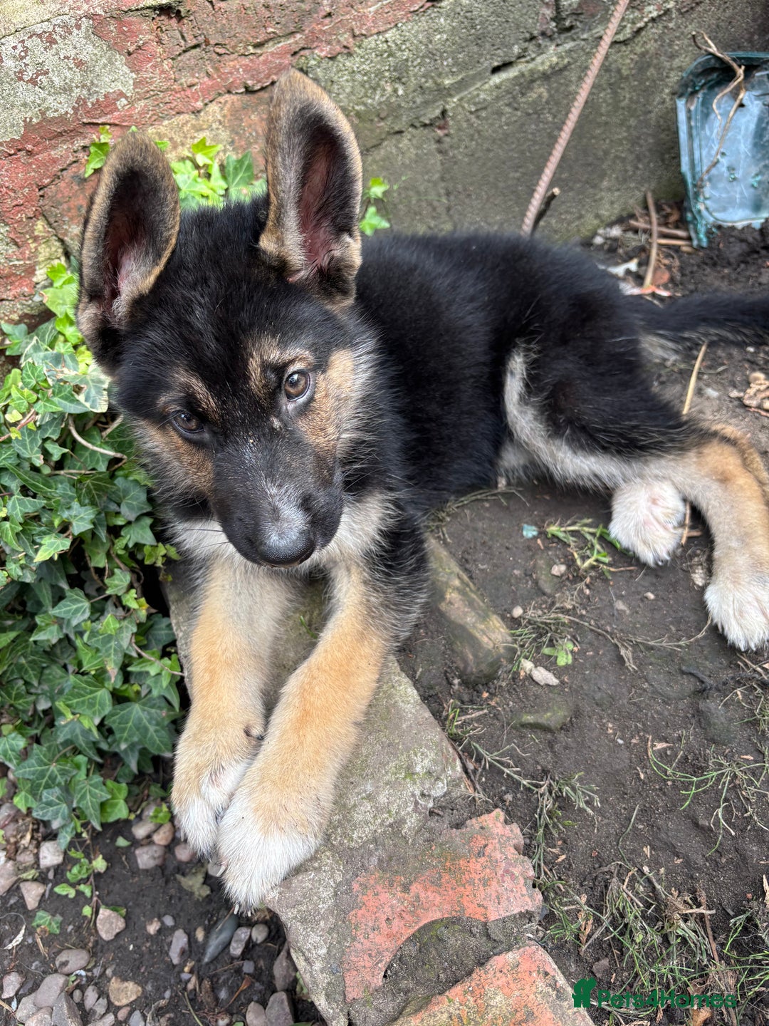 Shepsky dogs for sale: Shepsky - Image 14