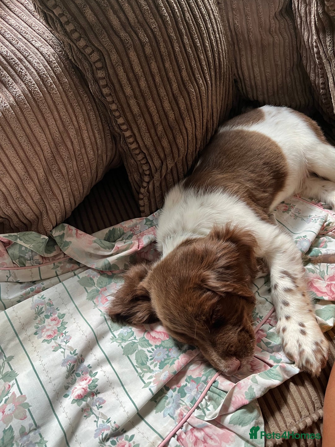 English Springer Spaniel dogs for sale: English springer spaniel  in Brierley Hill - Image 8