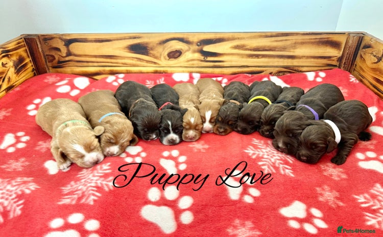 Cocker Spaniel dogs - Advert 3