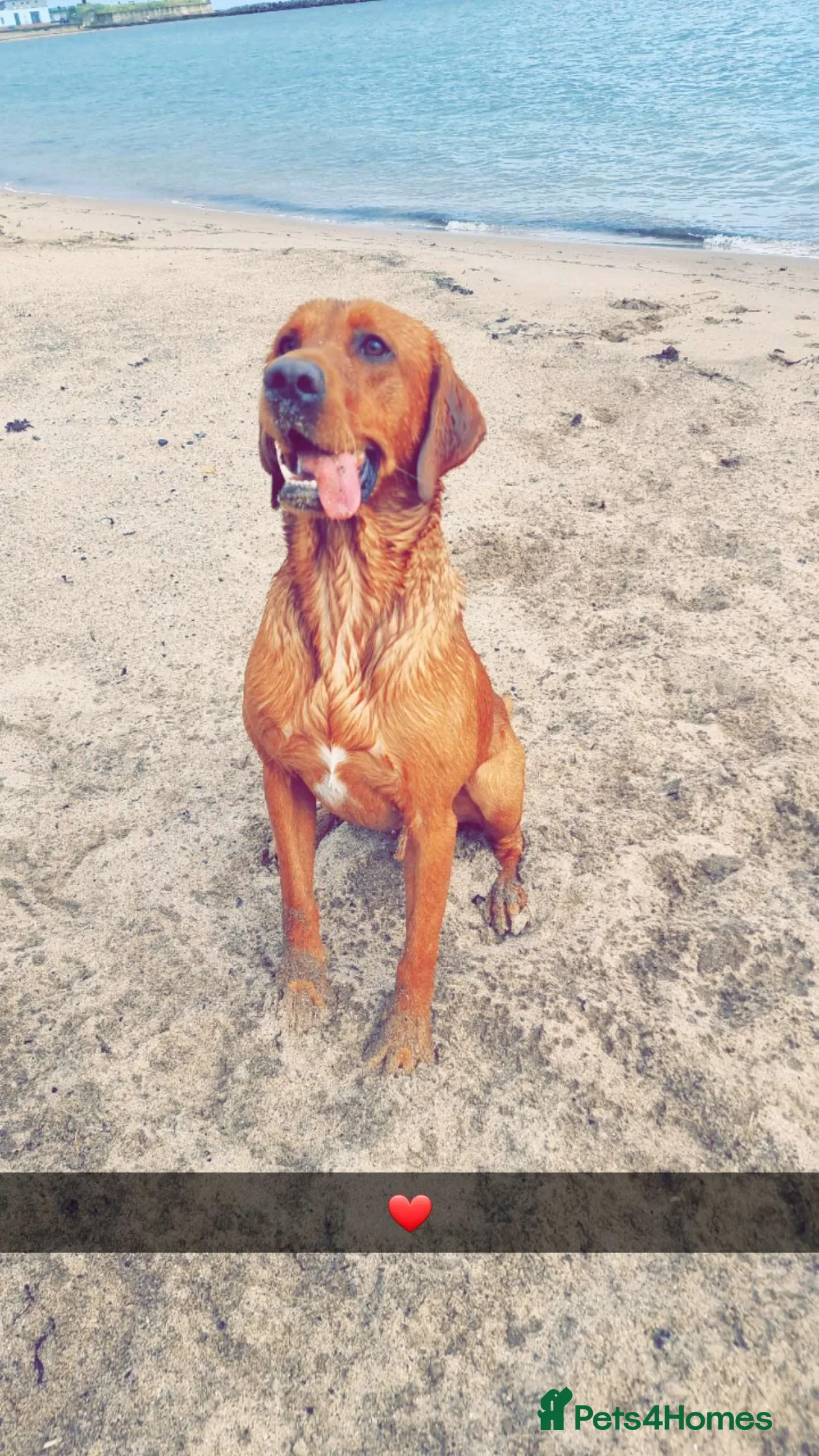 Labrador Retriever dogs Male Working Fox Red Labrador  in Ashington - Advert 18