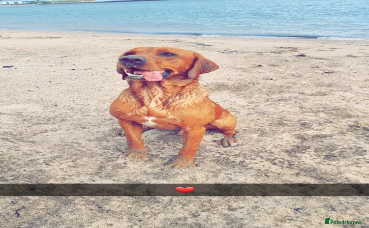 Labrador Retriever dogs Male Working Fox Red Labrador  in Ashington - Advert 4