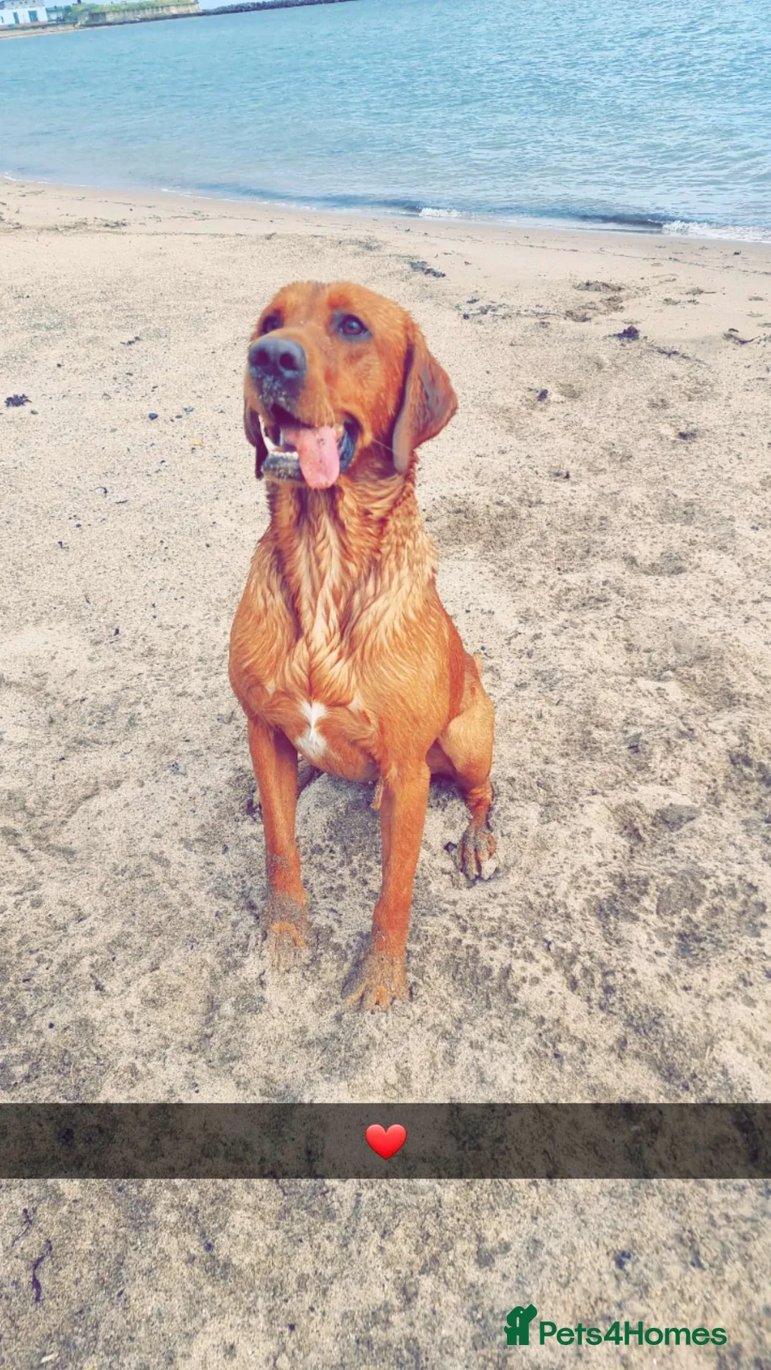 Labrador Retriever dogs for stud: Male Working Fox Red Labrador  in Ashington - Advert 1