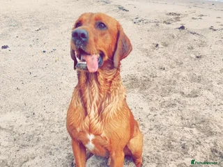 Labrador Retriever dogs Male Working Fox Red Labrador in Ashington - Advert 18